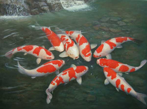 Đặc điểm sinh học cá Chép Nhật