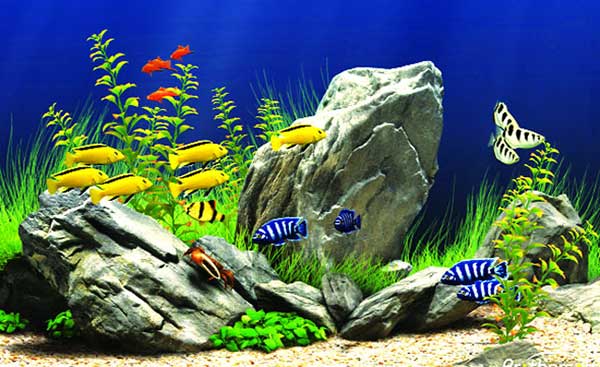 Ảnh hưởng pH đến sinh sản cá cảnh